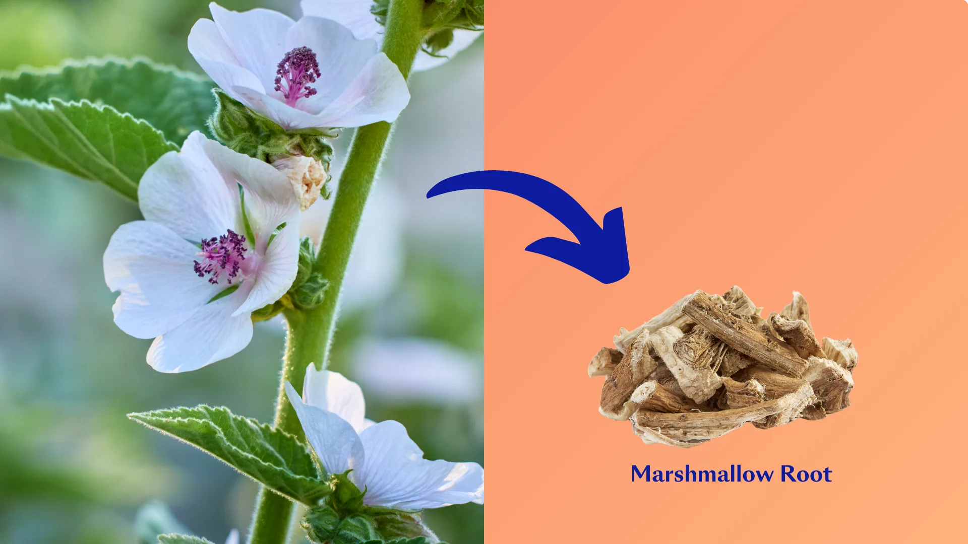 Where Do Marshmallows Come From-1